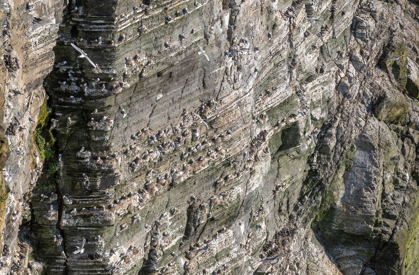Kittiwakes at Marwick Head, Orkney - image by Raymond Besant