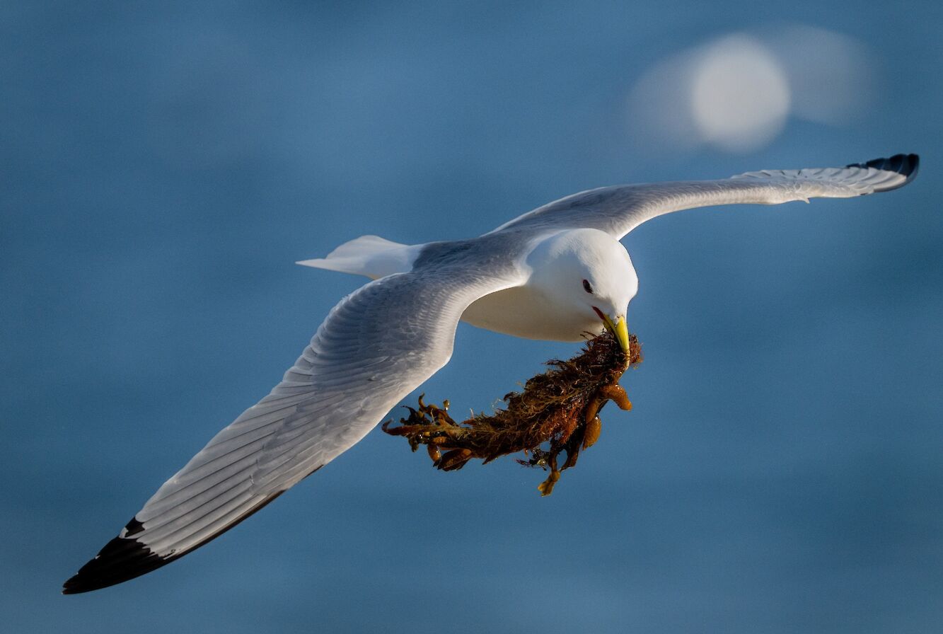 Kittiwake in Orkney - image by Raymond Besant