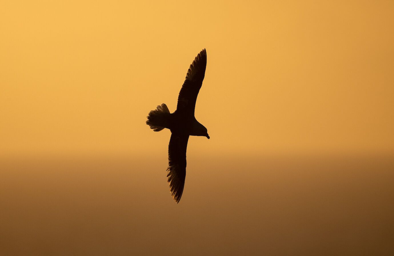 Fulmar at Marwick Head, Orkney - image by Raymond Besant