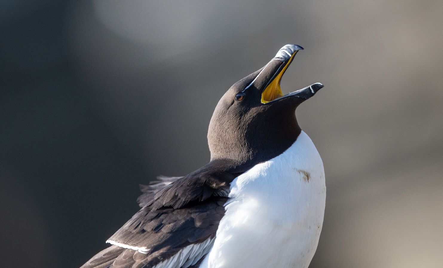 Razorbill at Marwick Head, Orkney - image by Raymond Besant