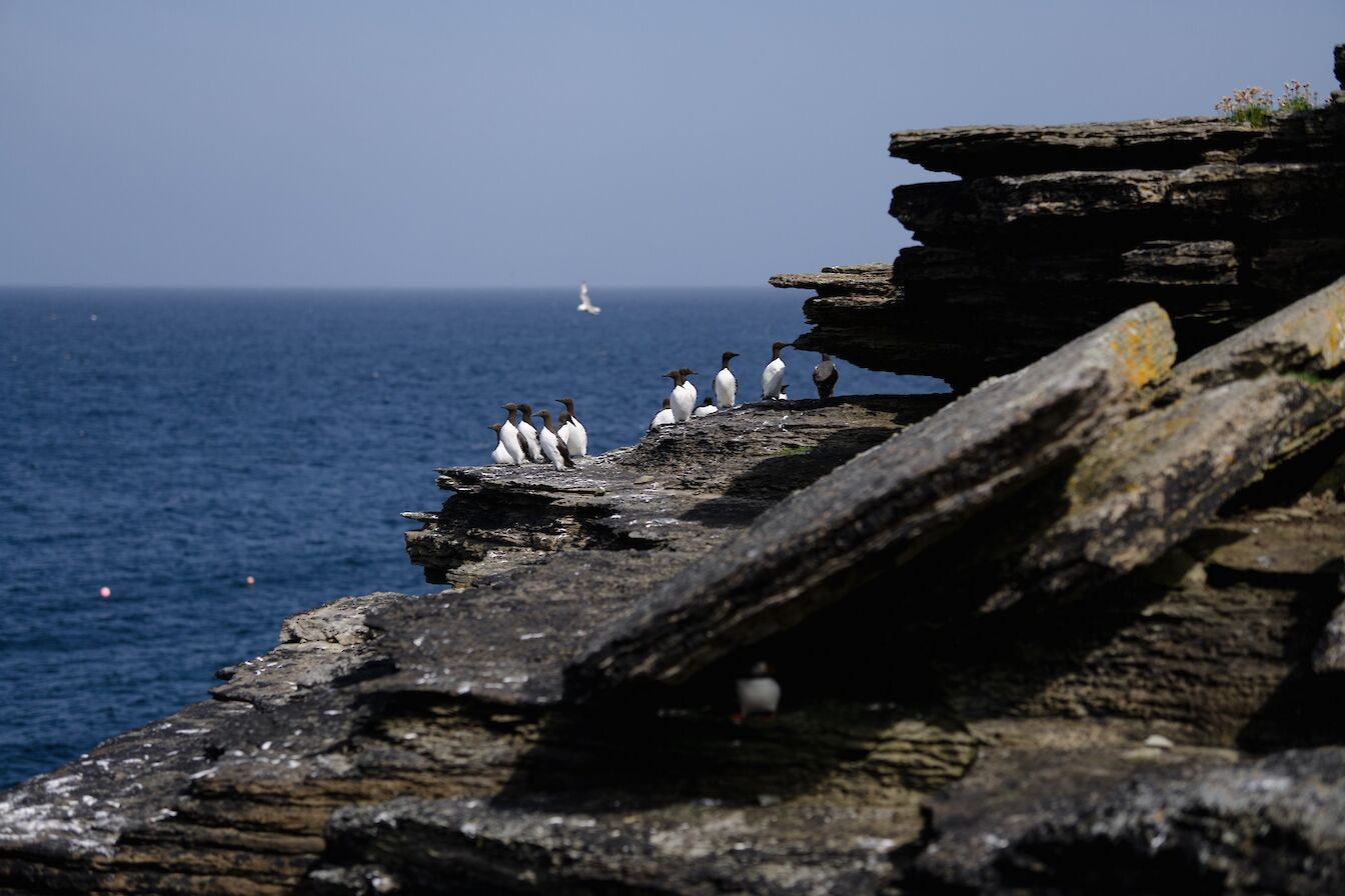 Seabirds at Fowl Craig, Papa Westray, Orkney