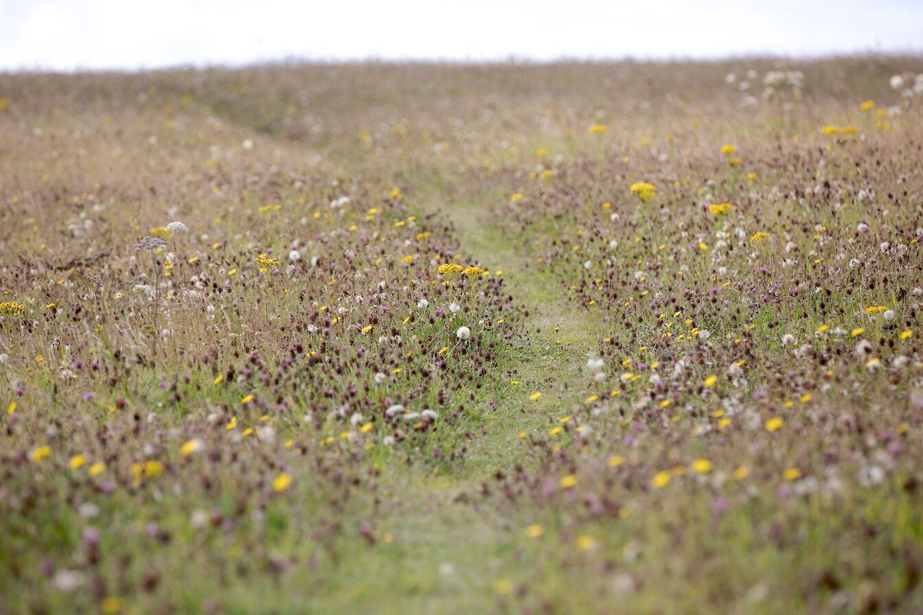 Wildflowers at Brodgar, Orkney