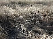 Buss o Gress/Tuft of Grass