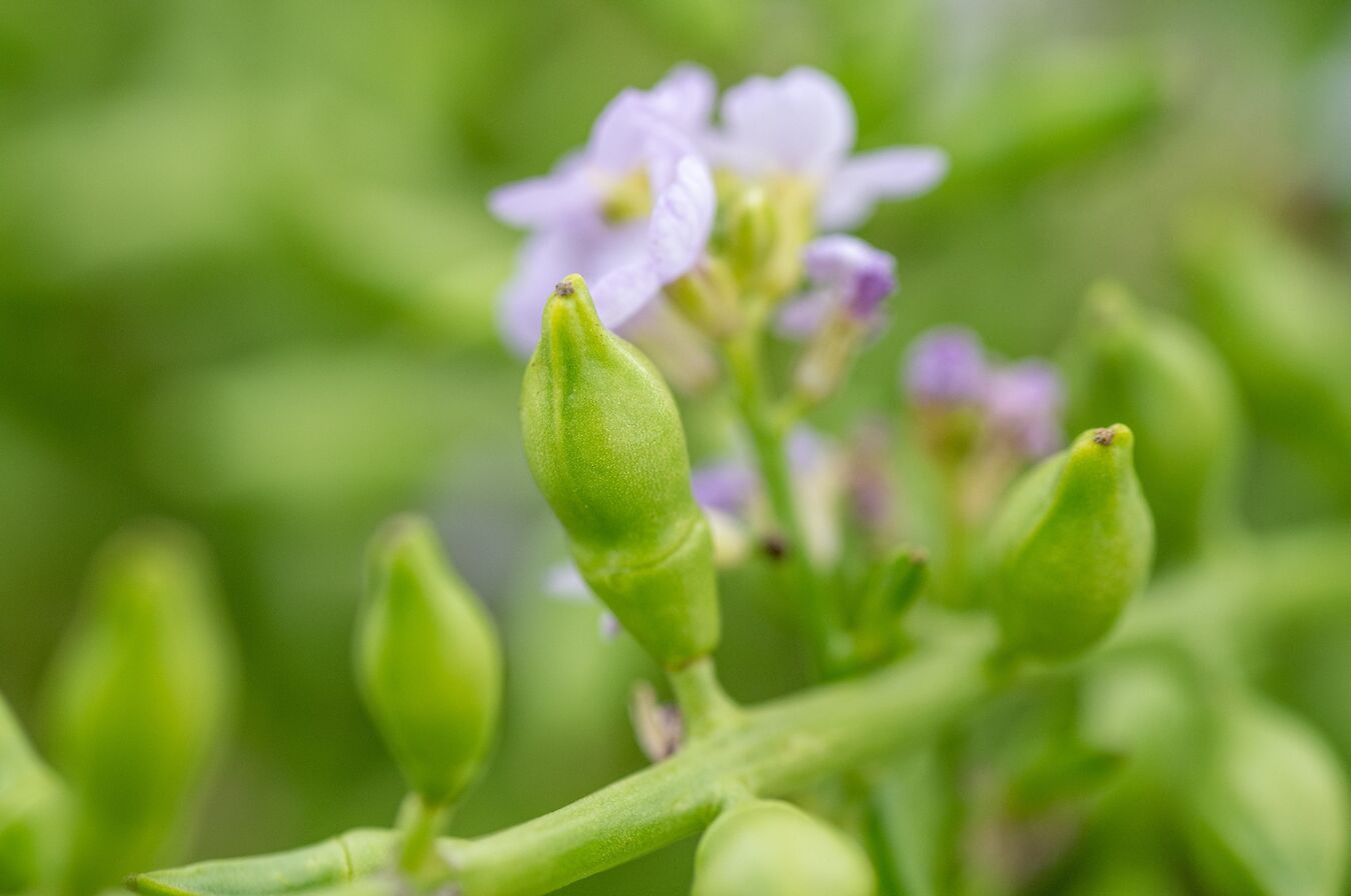 Sea rocket in Orkney - image by Raymond Besant