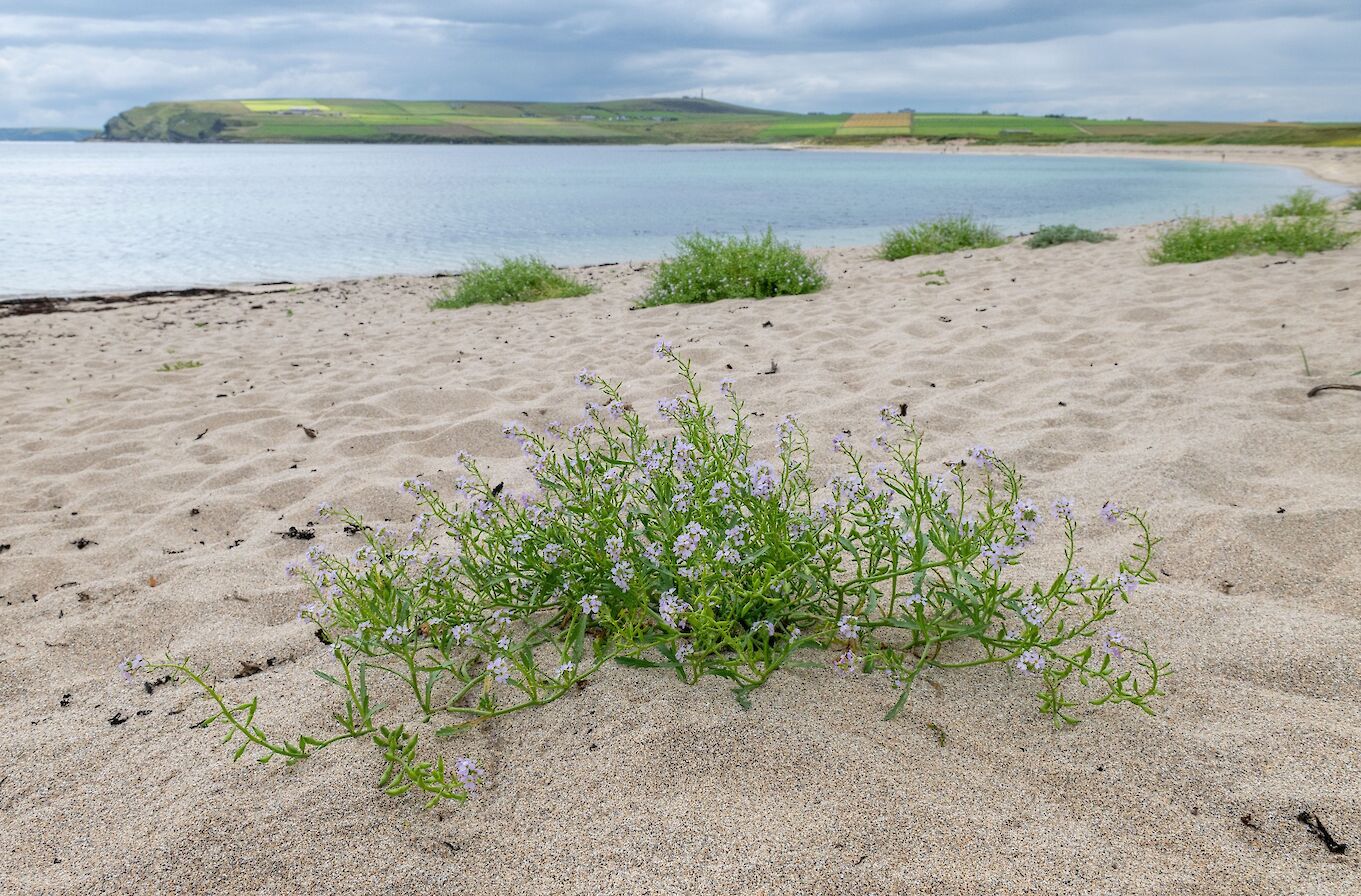 Sea rocket in Orkney - image by Raymond Besant