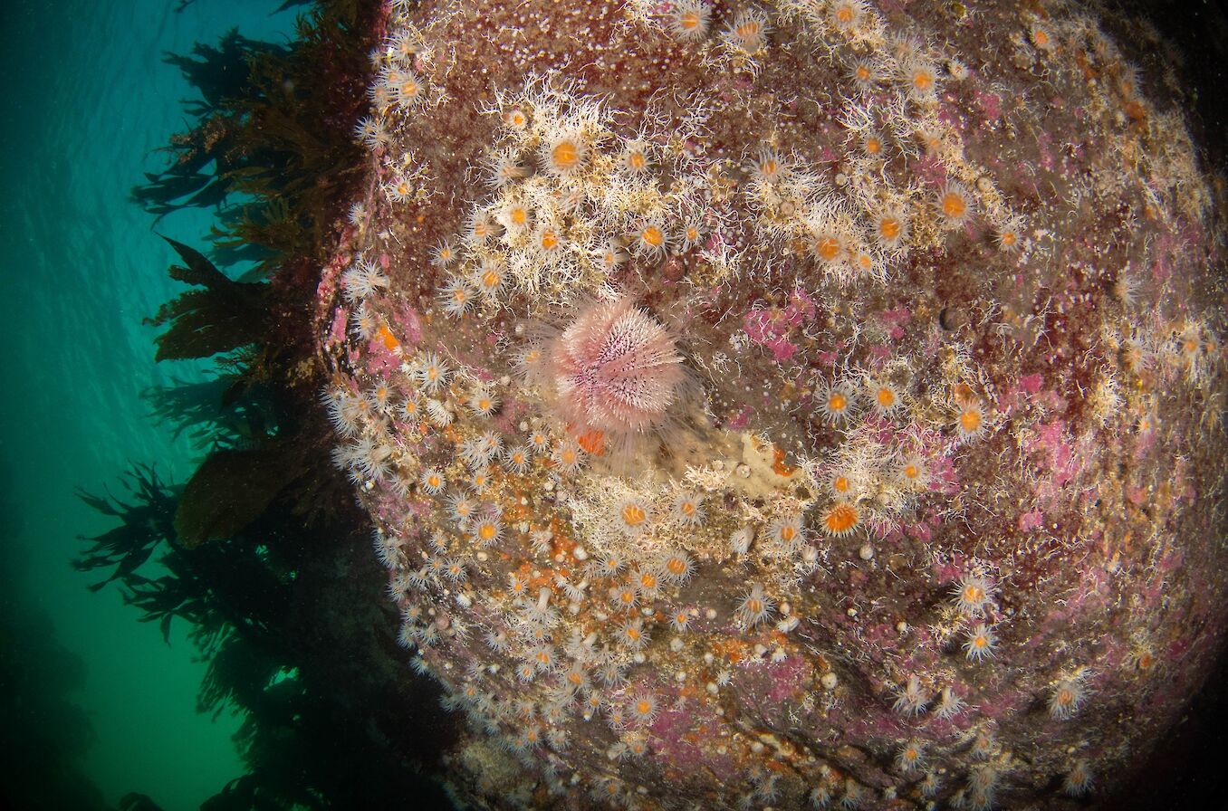 Striped anemone in Orkney - image by Raymond Besant