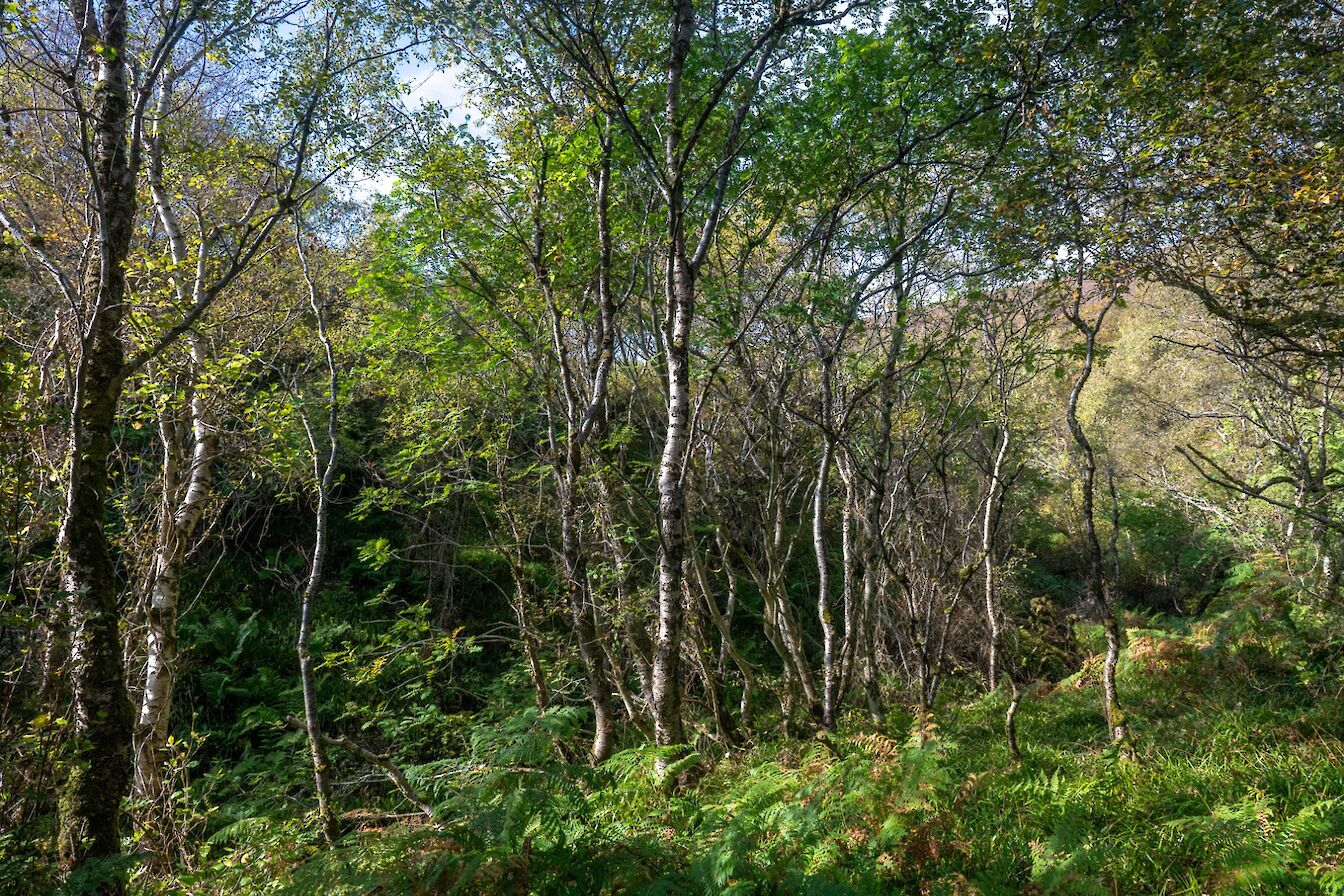 Berriedale wood, Hoy, Orkney - image by Raymond Besant