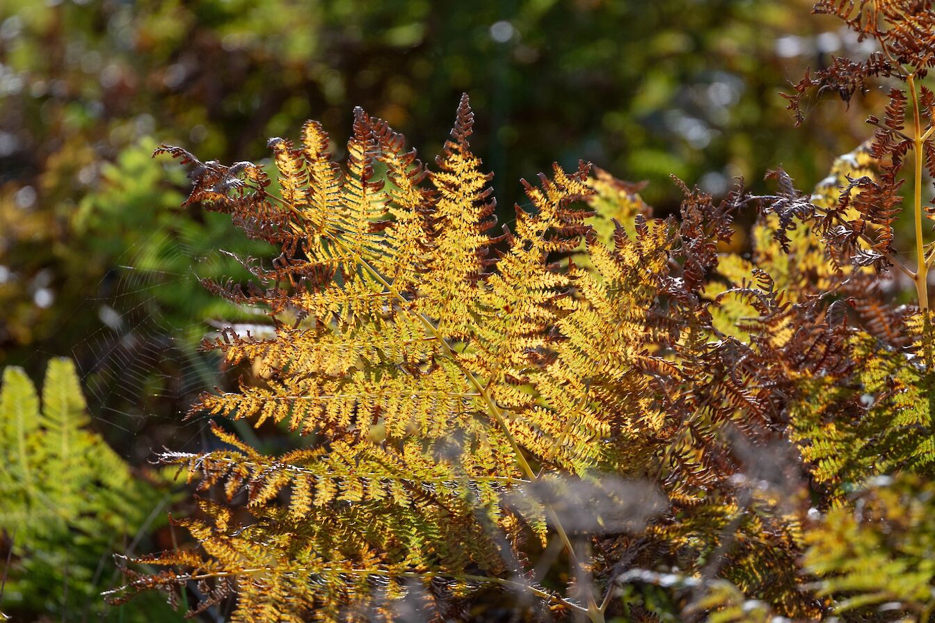 Bracken in Berriedale, Hoy, Orkney - image by Raymond Besant