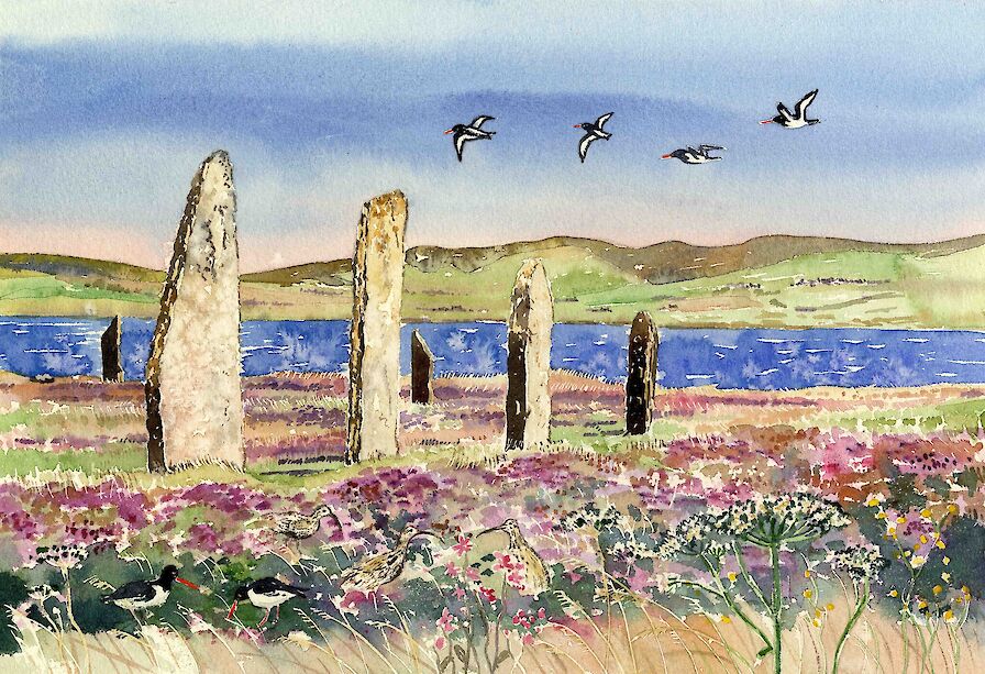 Oystercatchers and curlews at The Ring of Brodgar