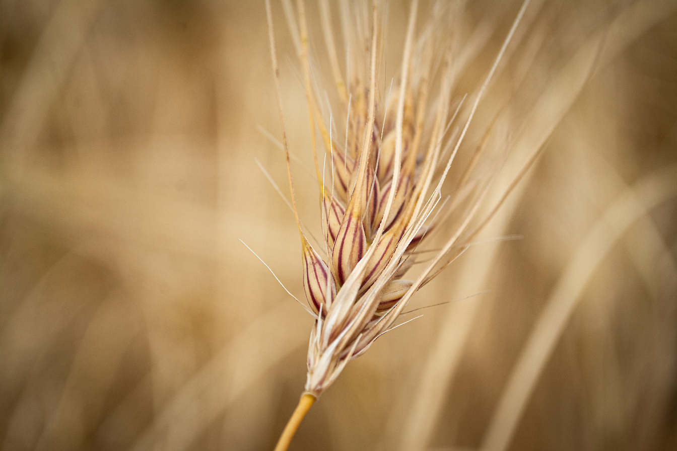 Bere in field, Orkney