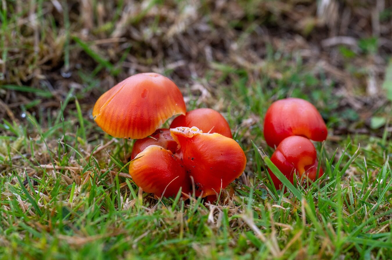 Spangle waxcap, Orkney - image by Raymond Besant