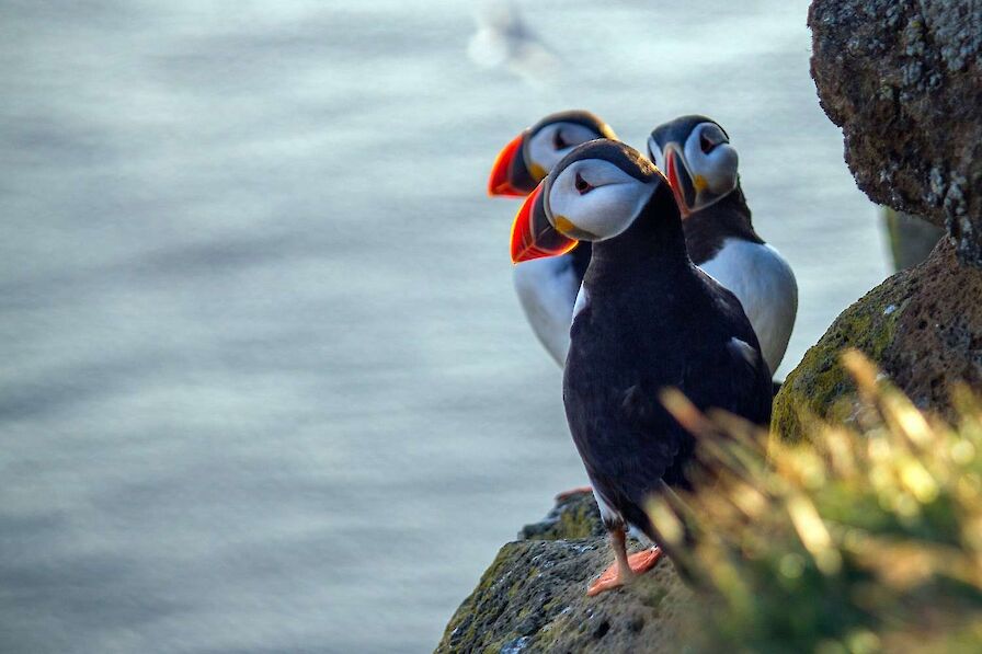 The Puffin Adventurer
