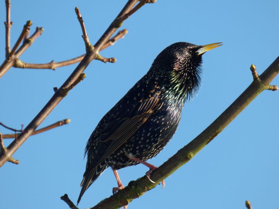 Early Bird Special Offer!