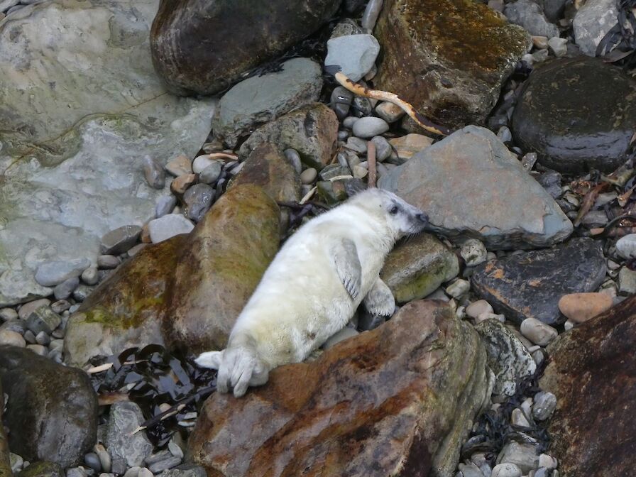 Seal Pup Walk