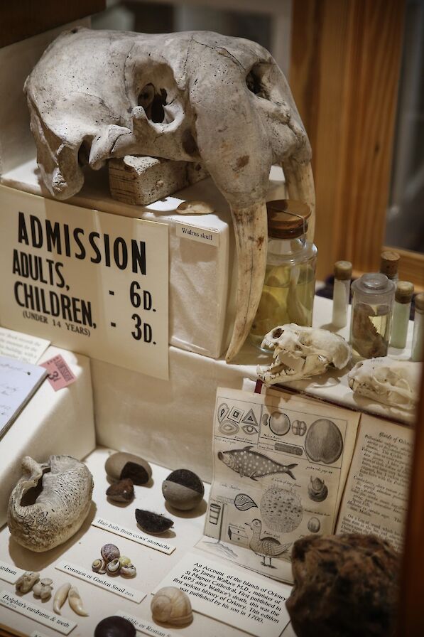 Artefacts at Stromness Museum, Orkney