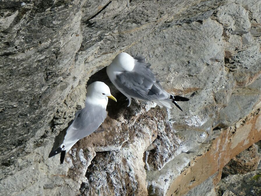 Seabird City Experience