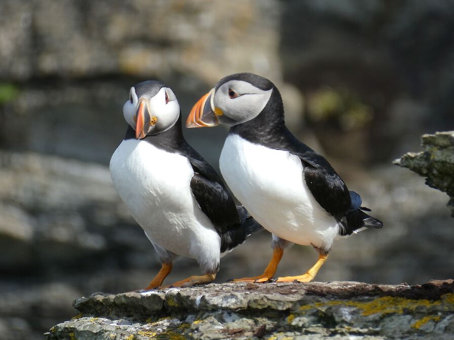 The Ultimate Puffin Experience