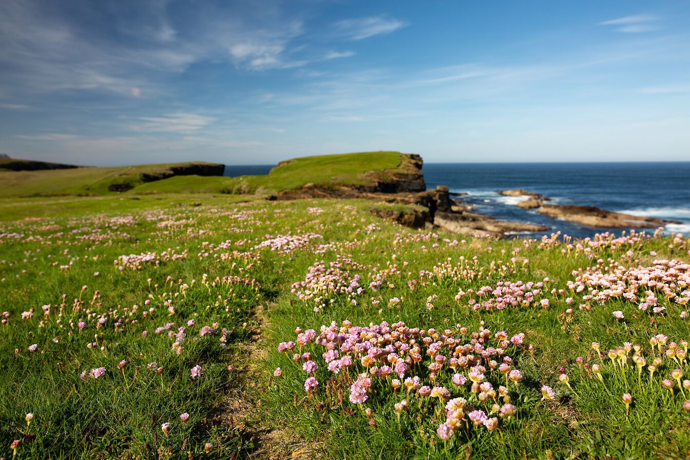 Sea thrift at Yesnaby, Orkney