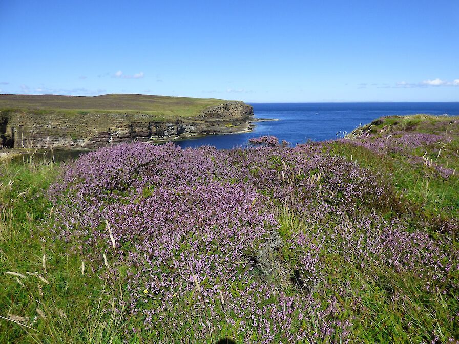 Mull Head Wildlife Walk