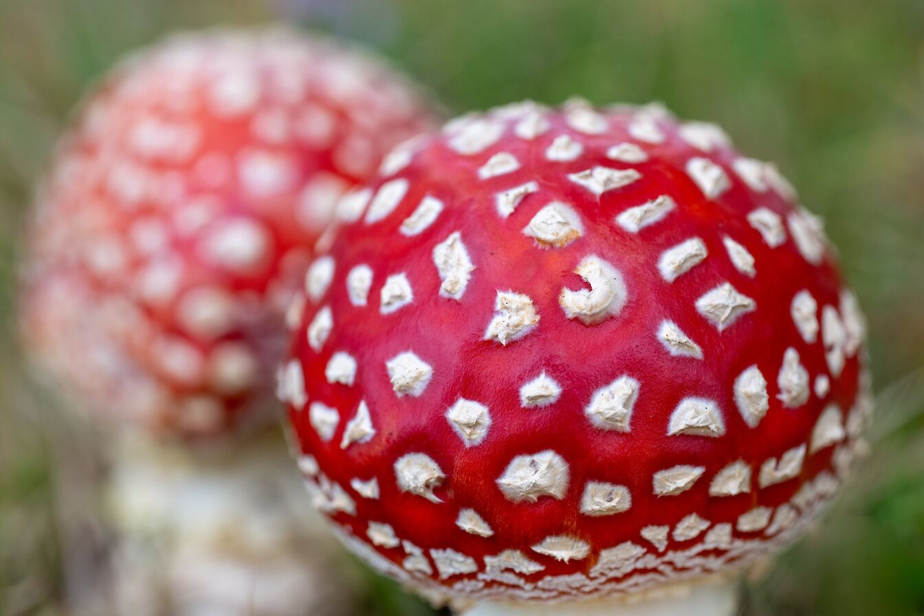 Fly agaric, Orkney - image by Raymond Besant