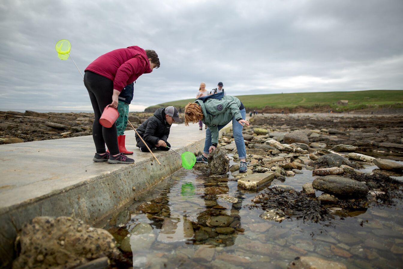 Rockpooling at the Brough of Birsay, Orkney