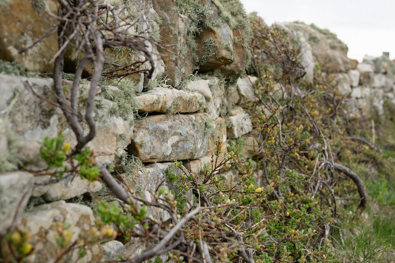 Creeping willow on drystane dyke, Orkney