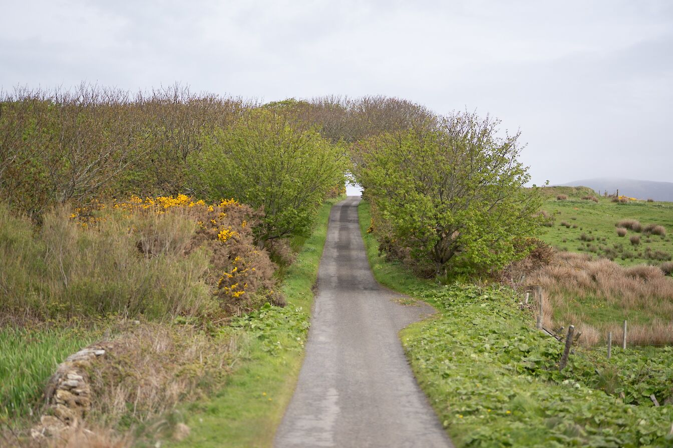 View towards Gyre Woods, Orkney