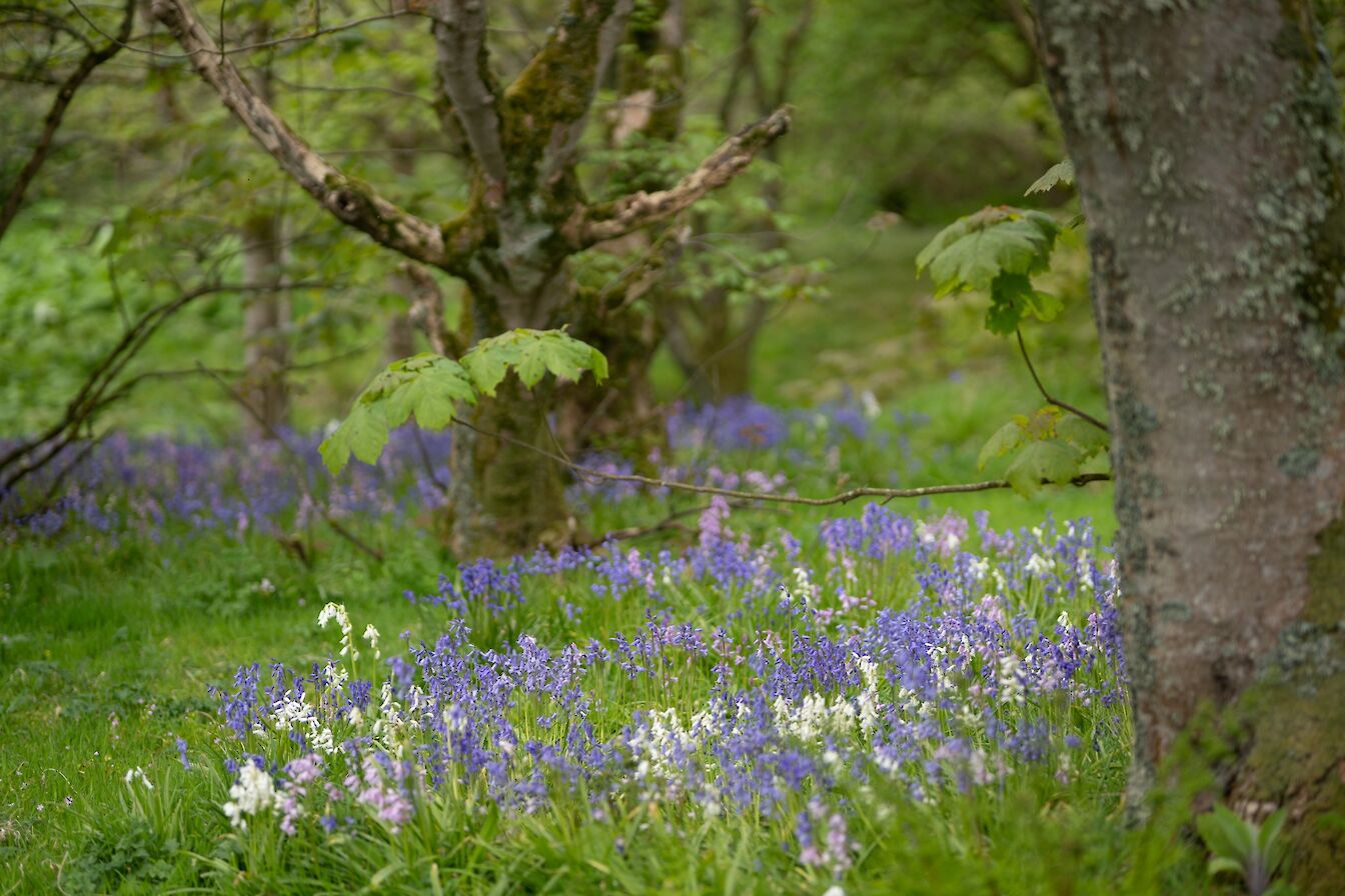 Gyre Woods, Orkney