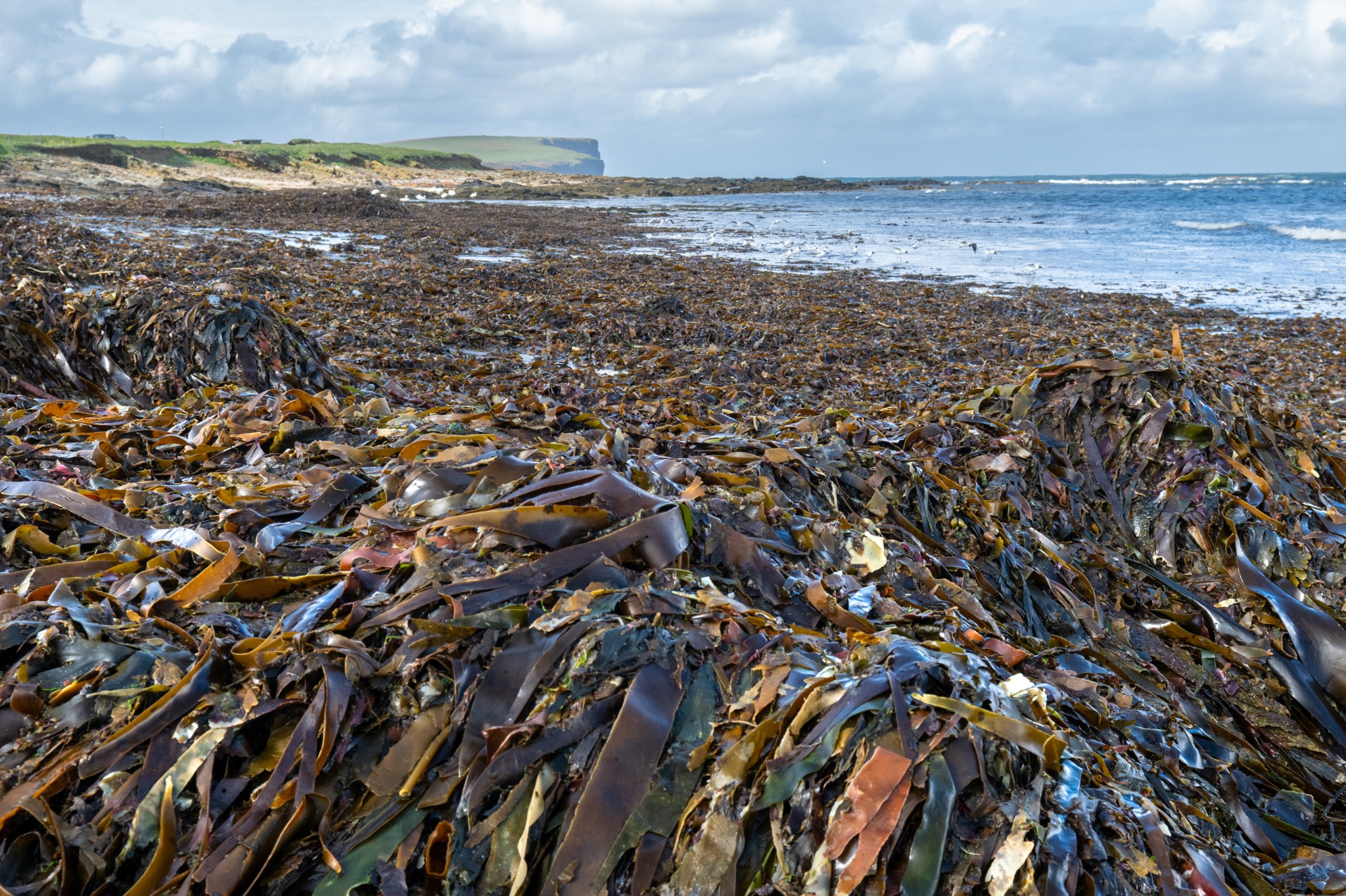 Cast seaweed on the shore in Birsay, Orkney - image by Raymond Besant