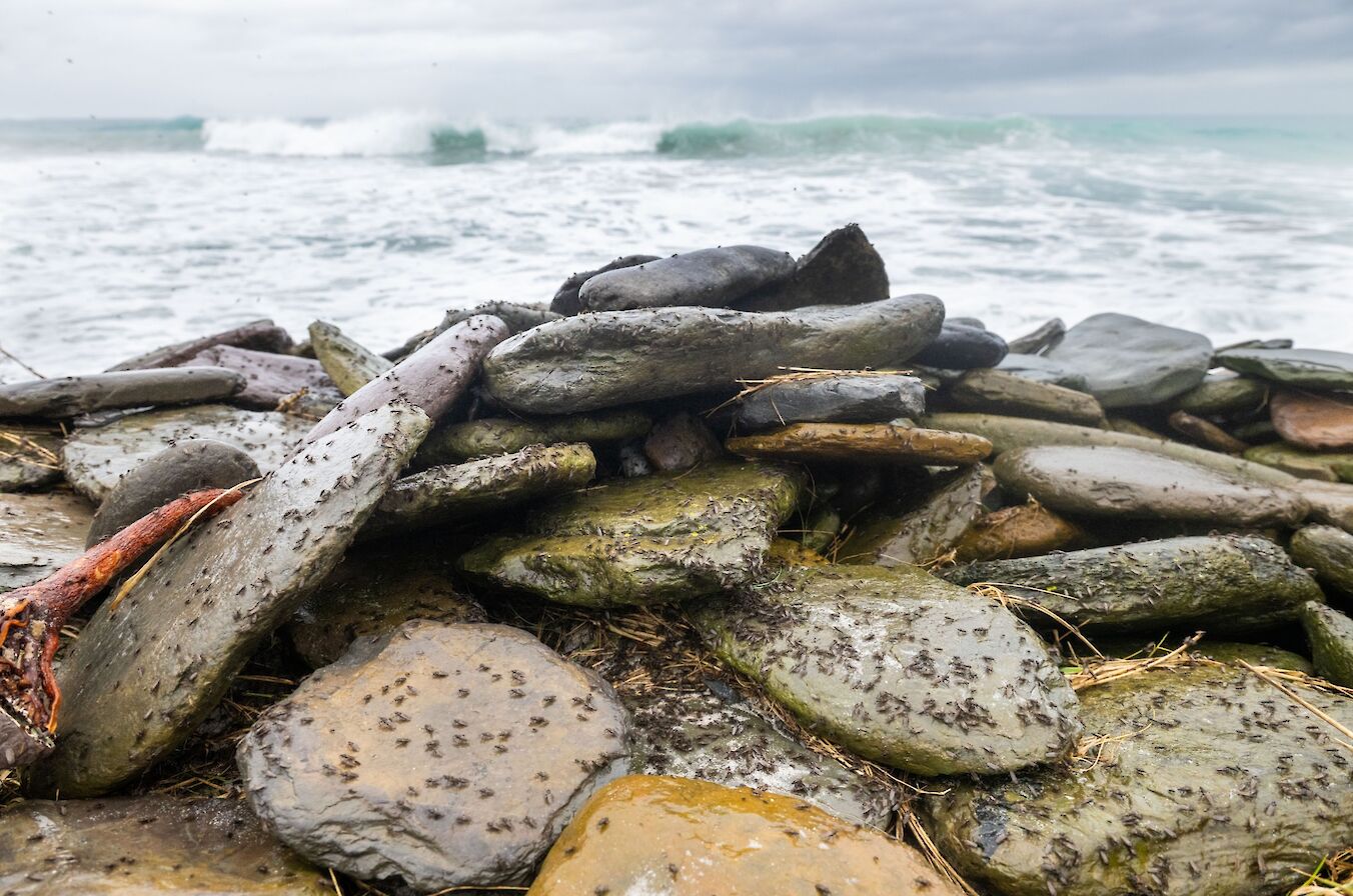 Kelp flies, Orkney - image by Raymond Besant