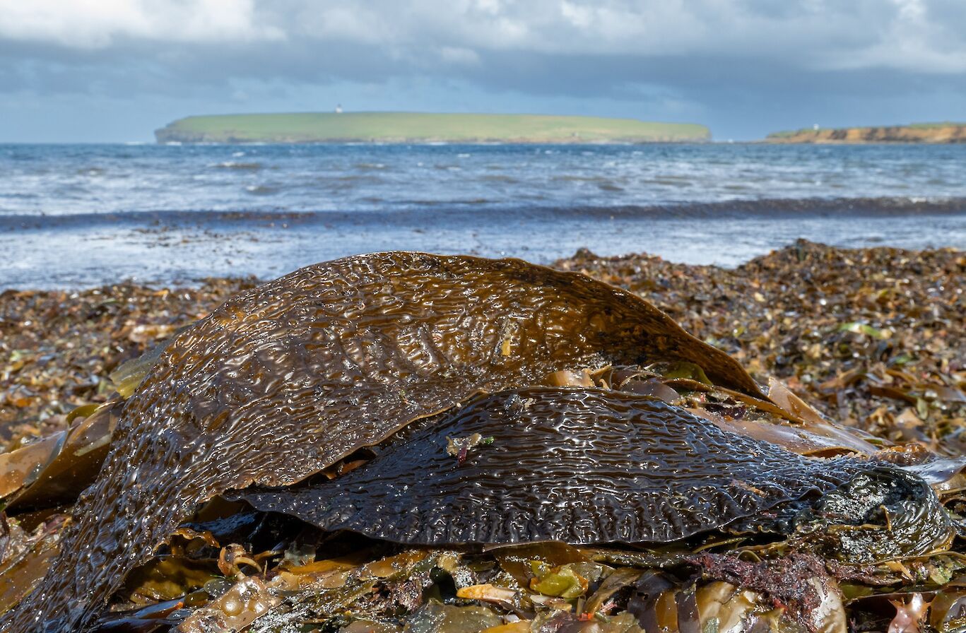 Sugar kelp, Orkney - image by Raymond Besant