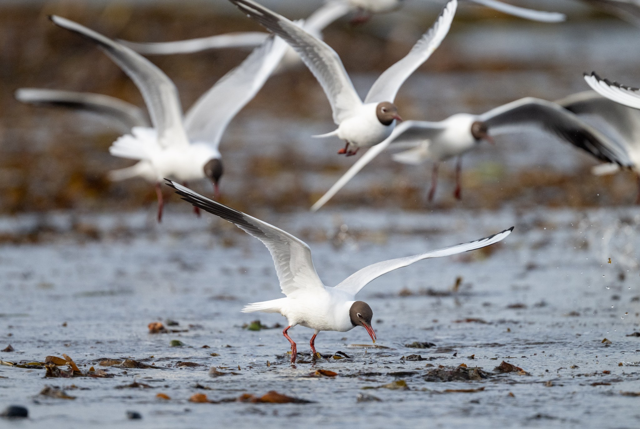 Black headed gull, Orkney - image by Raymond Besant