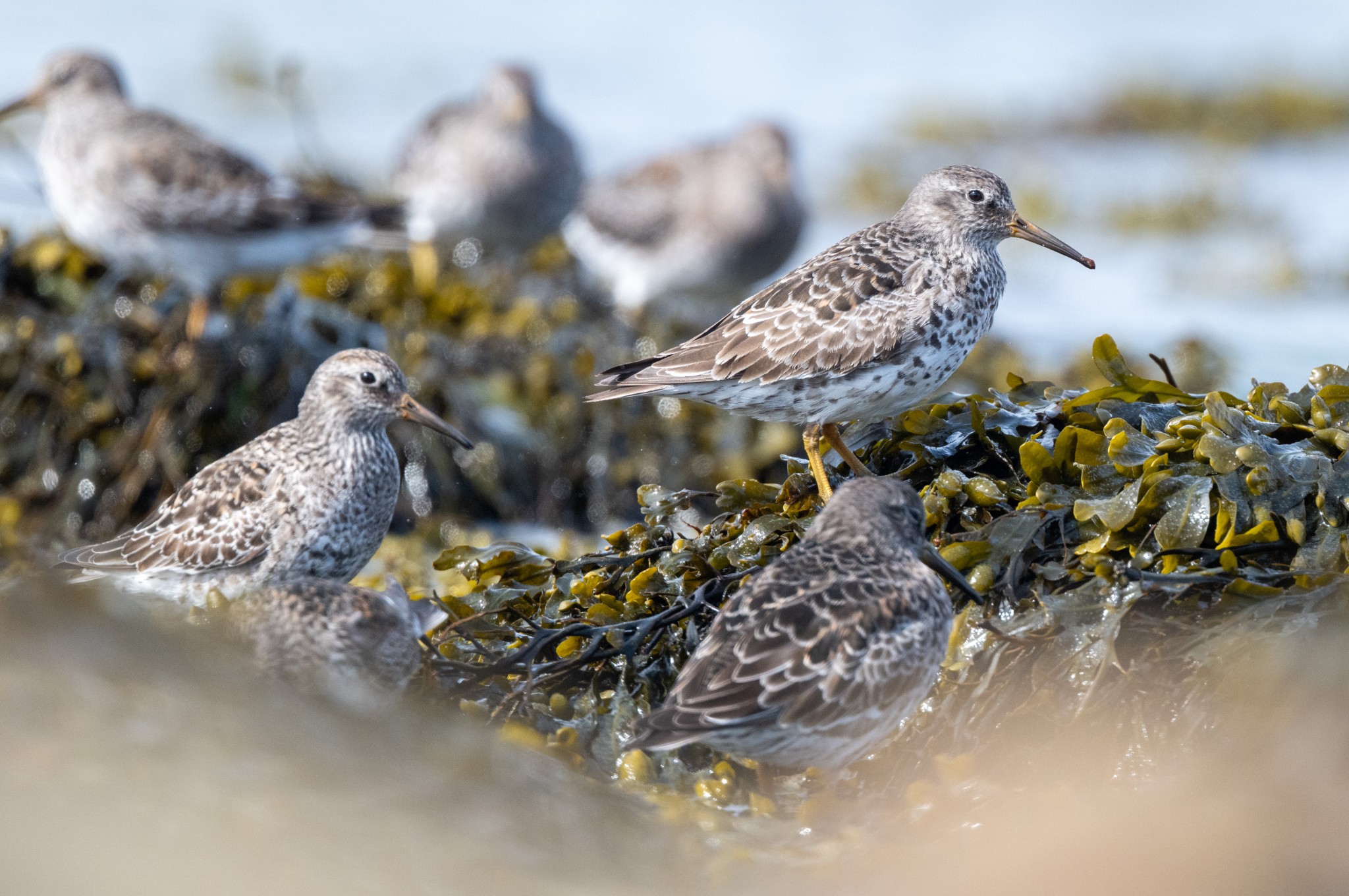 Purple sandpipers, Orkney - image by Raymond Besant
