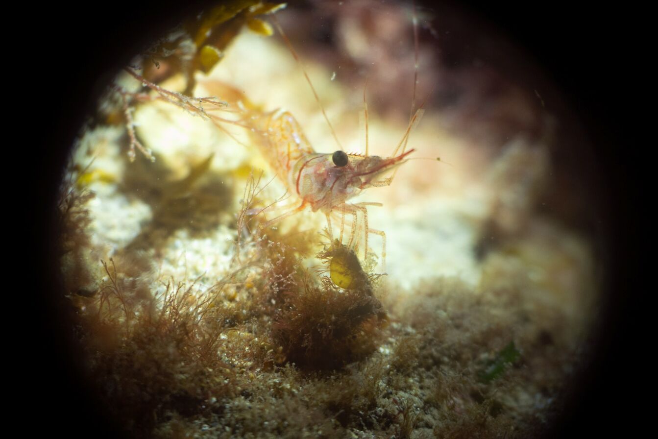 Night time sea life, Orkney - image courtesy Kraken Diving