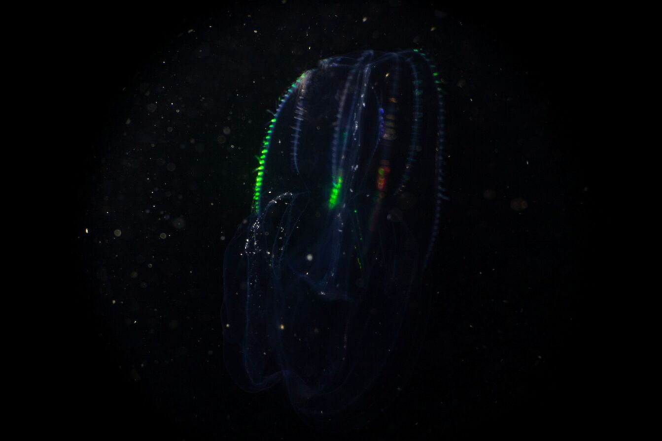 Night time sea life, Orkney - image courtesy Kraken Diving