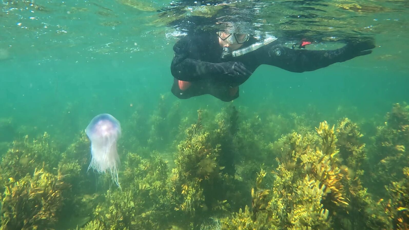 Jellyfish and snorkeller, Orkney - image courtesy Kraken Diving