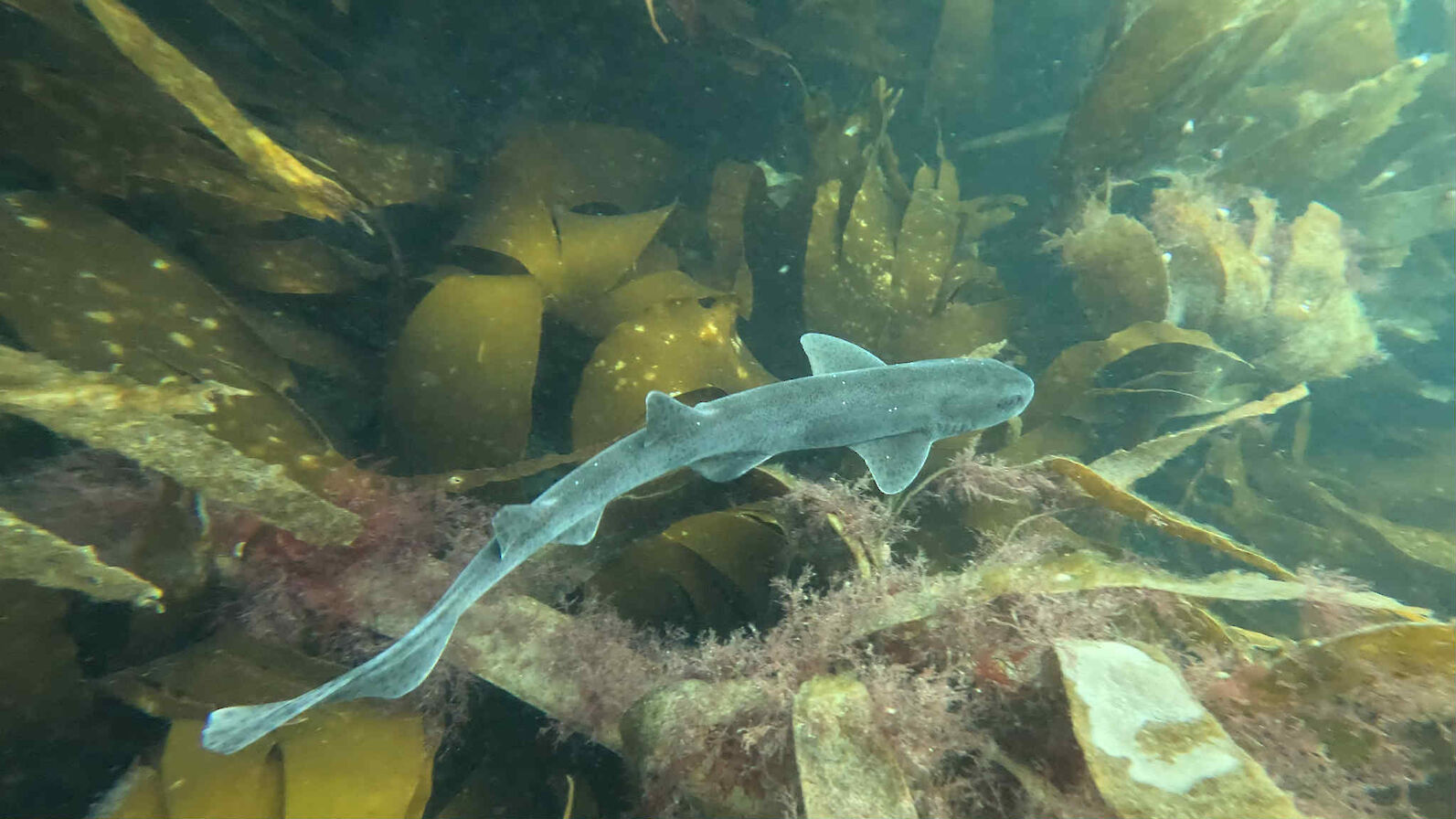 Sea life, Orkney - image courtesy Kraken Diving