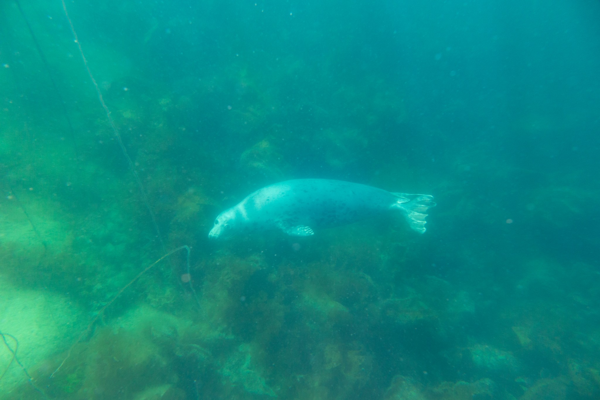 Seal spotted on boat snorkel, Orkney - image courtesy Kraken Diving