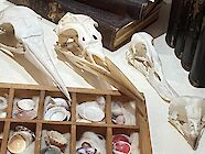 Bird Skulls Talk by Henry Memmott
