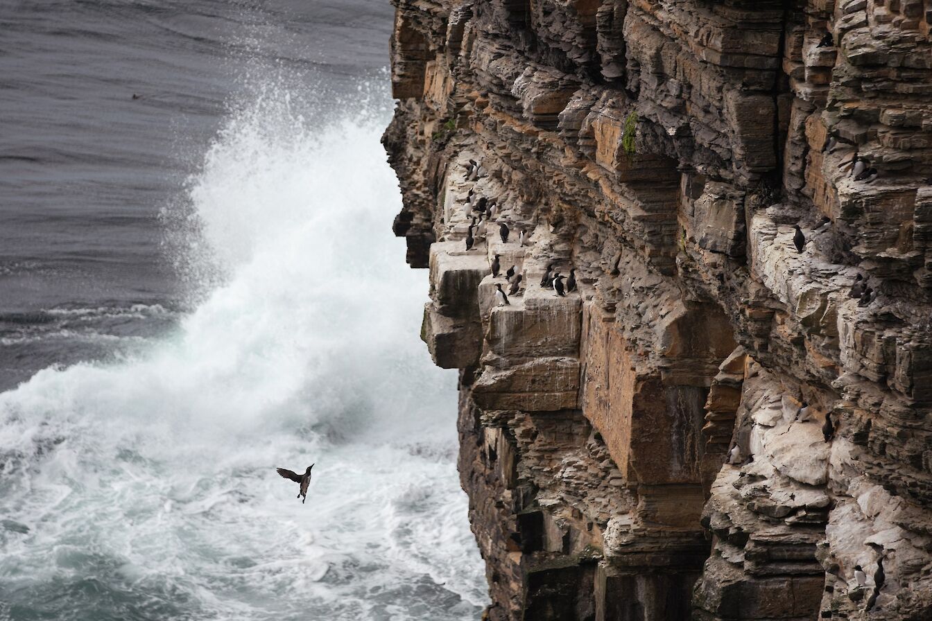 Sea birds on the cliffs at Yettna Geo, Orkney