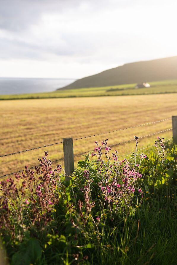 Farmland in Outertown, Stromness, Orkney