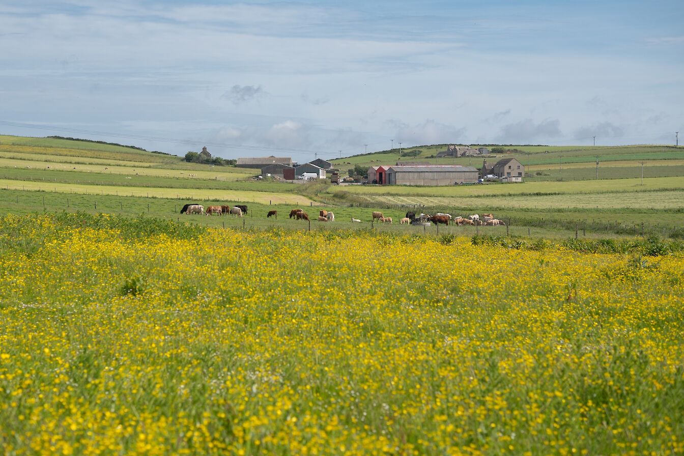 Farmland in South Ronaldsay, Orkney