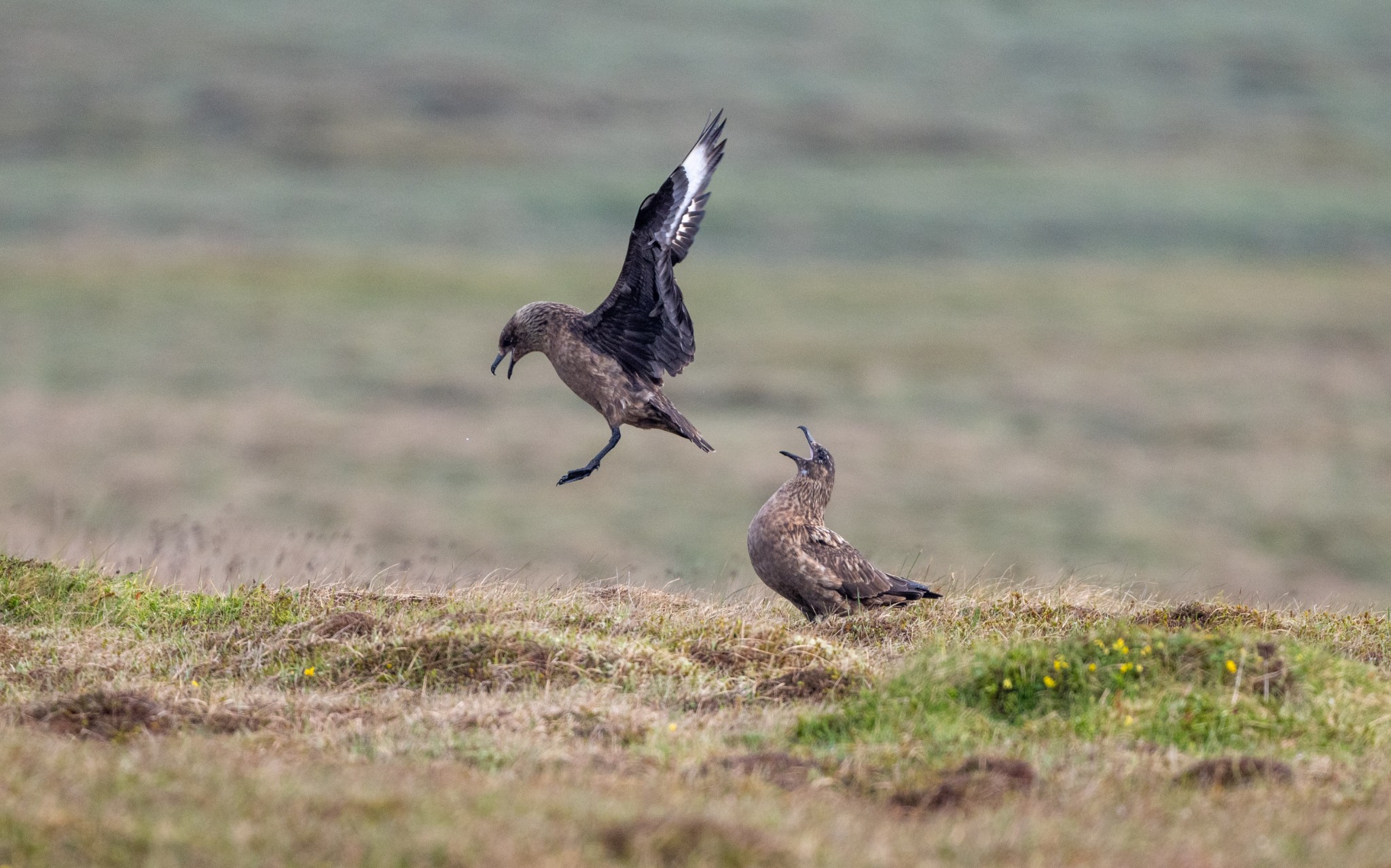 Great skuas in Orkney - image by Raymond Besant