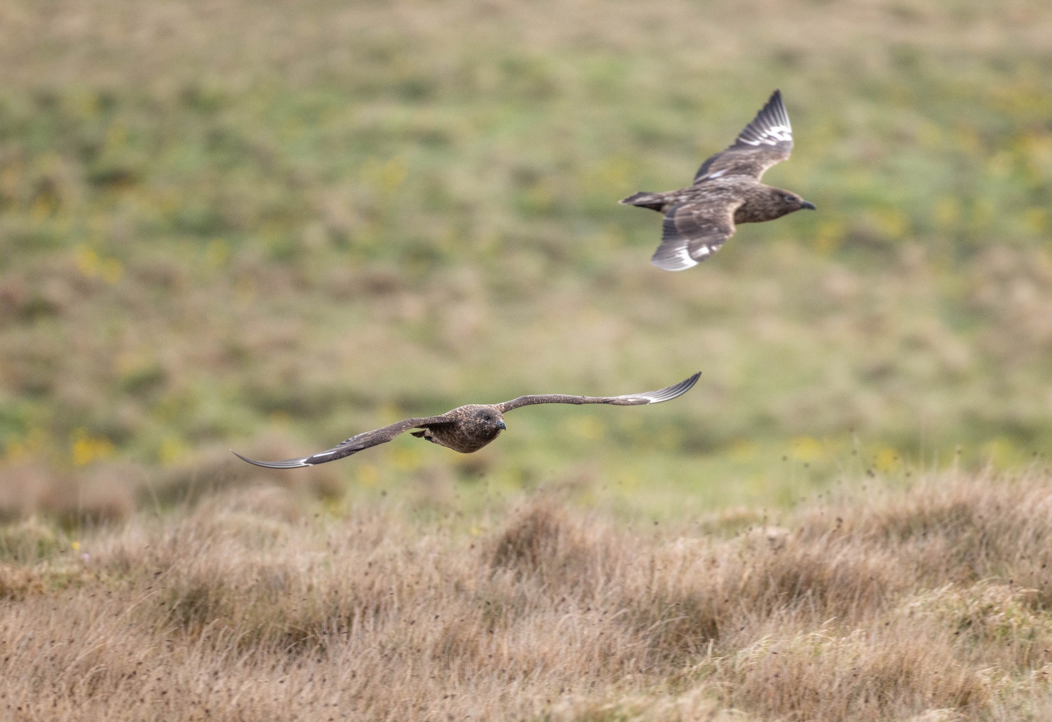 Great skuas in Orkney - image by Raymond Besant
