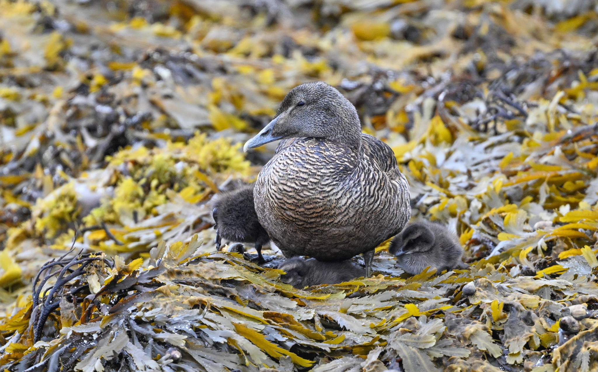 Eider ducks in Orkney - image by Raymond Besant