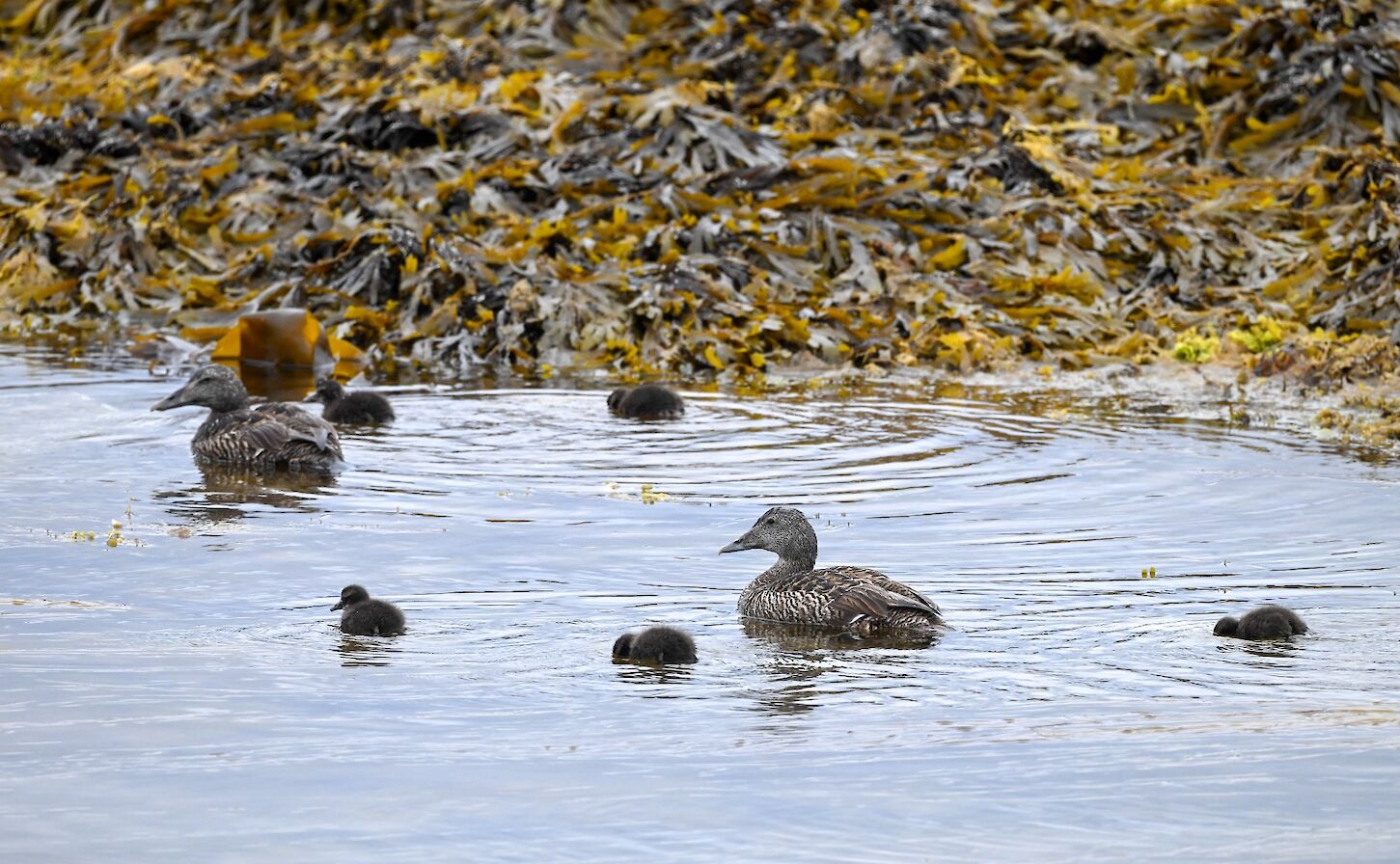 Eider ducks in Orkney - image by Raymond Besant
