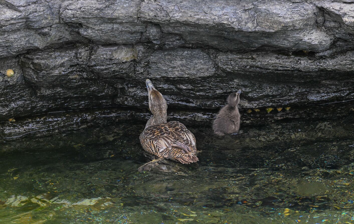 Eider ducks in Orkney - image by Raymond Besant