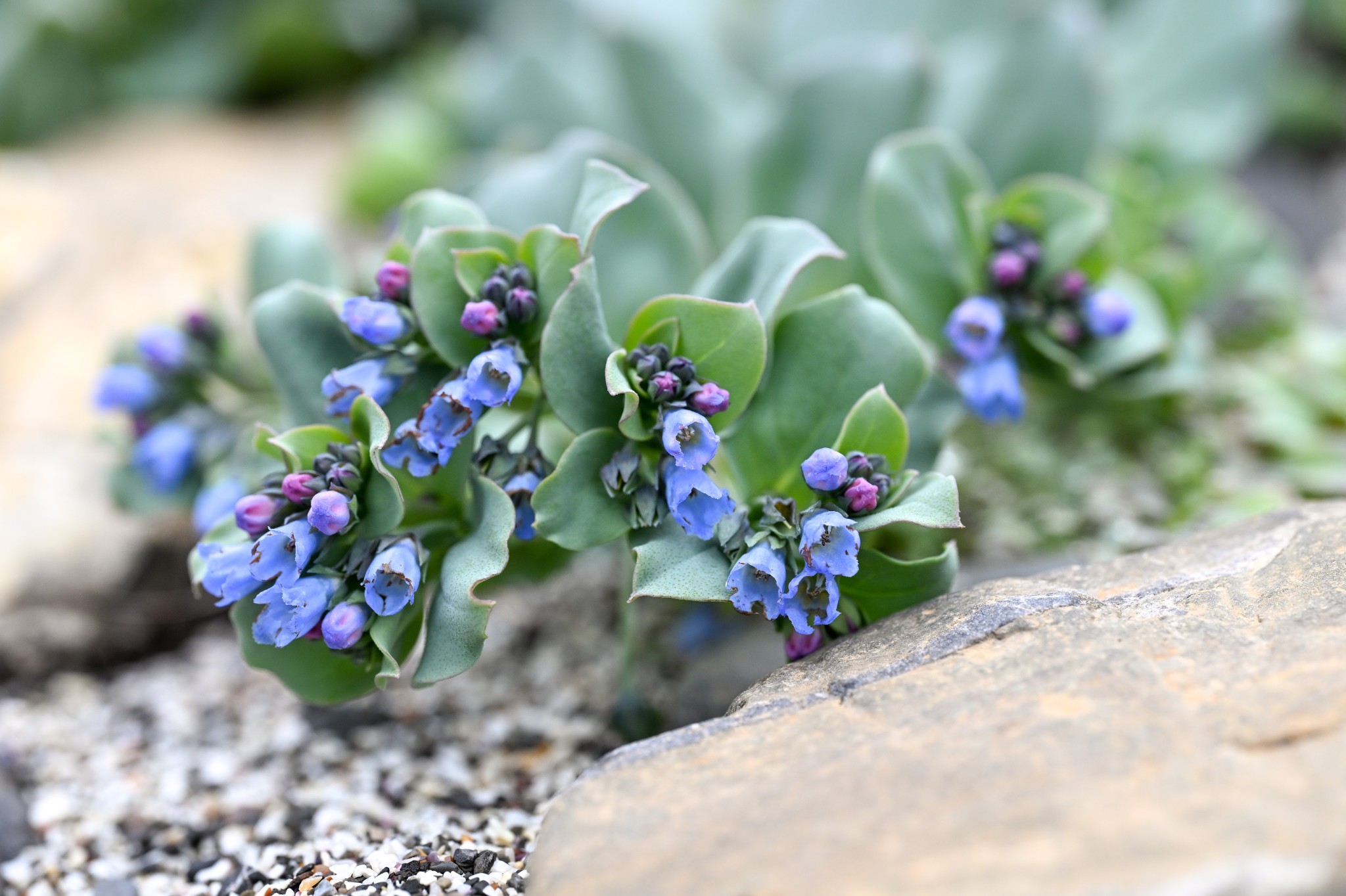 Oysterplant in Orkney - image by Raymond Besant
