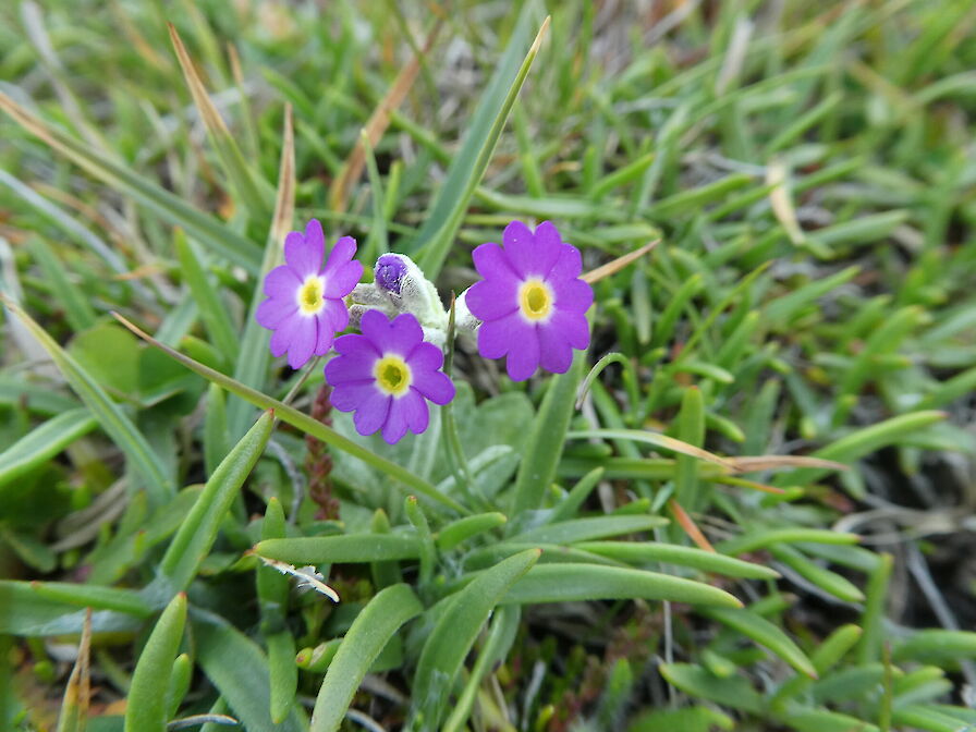 Evening Wildflower Walk