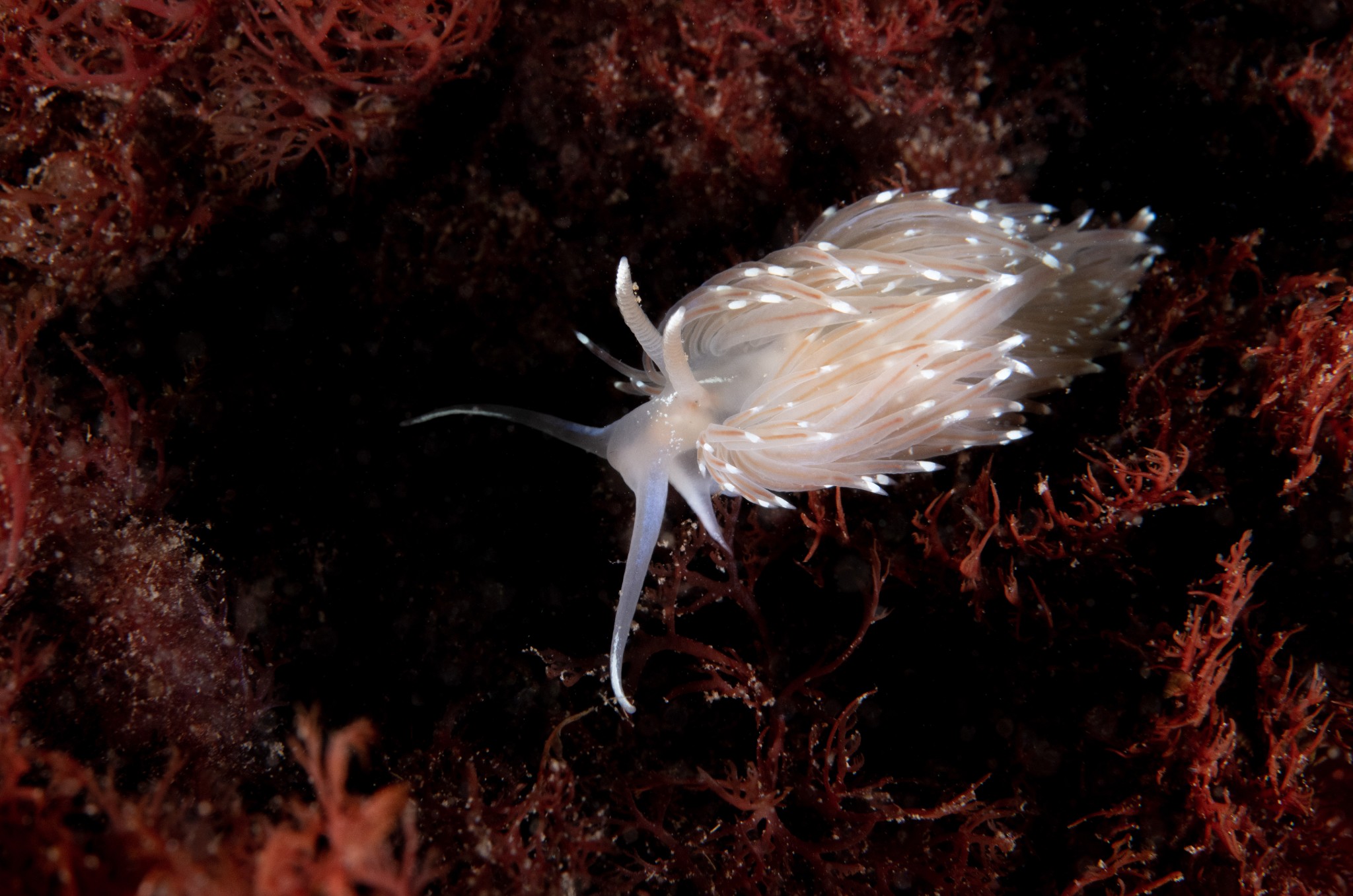 Nudibranch in Orkney - image by Raymond Besant